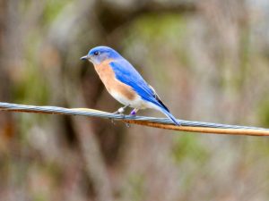 Male bluebird sitting on a branch